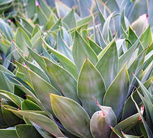 Load image into Gallery viewer, Agave Inulin   Super fiber with anti-inflammatory, immune system boosting, and antimicrobial properties, that may also act as a prebiotic to support intestinal health. Studies have shown that inulin can help stimulate the growth of beneficial gut bacteria. Increasing the amounts of these bacteria can help improve digestion, immunity, and overall health.