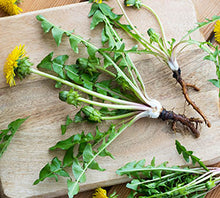 Load image into Gallery viewer, Dandelion Root Although considered a pesky weed by most, Dandelion Root has long been used in traditional Chinese and Native American medicine to treat stomach and liver conditions. Modern herbalists believe it can aid in the treatment of many ailments including acne, eczema, high cholesterol, heartburn, gastrointestinal disorders, diabetes, and even cancer.