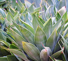 Load image into Gallery viewer, Agave Inulin   Super fiber with anti-inflammatory, immune system boosting, and antimicrobial properties, that may also act as a prebiotic to support intestinal health. Studies have shown that inulin can help stimulate the growth of beneficial gut bacteria. Increasing the amounts of these bacteria can help improve digestion, immunity, and overall health. 
