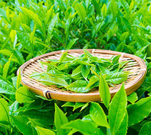 Load image into Gallery viewer, Green Tea   Green Tea contains a wide variety of antioxidants and beneficial polyphenols, and has been used as a medicine for thousands of years in China. Several studies suggest that the flavonoids and caffeine in Green Tea may assist with elevating the body&#39;s metabolic rate, increasing fat oxidation, and improving insulin activity
